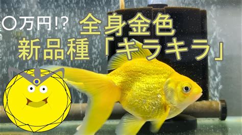 金魚金色|ゴールデンスライムみたいな琉金！？全身金色の超高級金魚「キ。